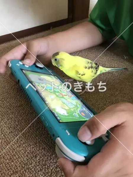 迷子鳥の画像