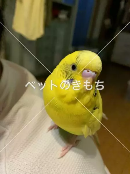 迷子鳥の画像