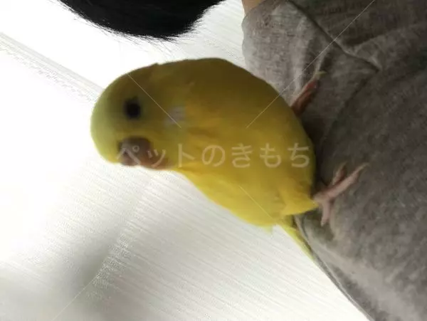 迷子鳥の画像