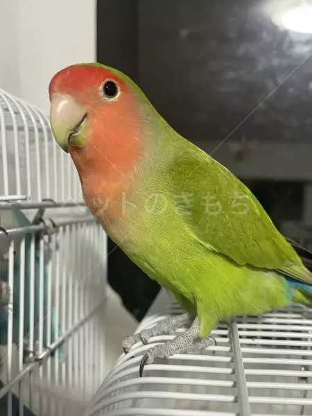 迷子鳥の画像