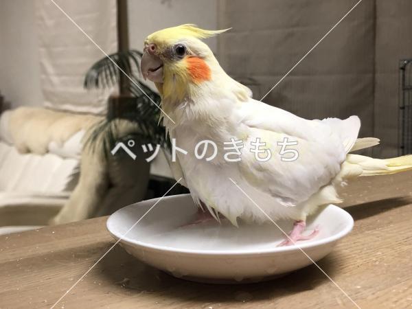迷い鳥の写真
