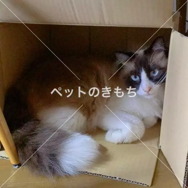 迷子猫の画像