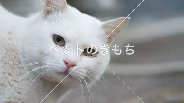 迷子猫の画像