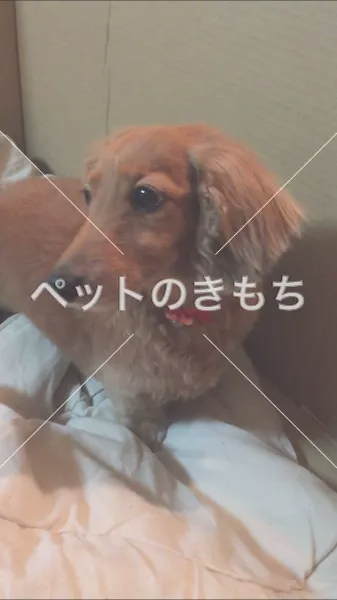 コメント投稿の画像