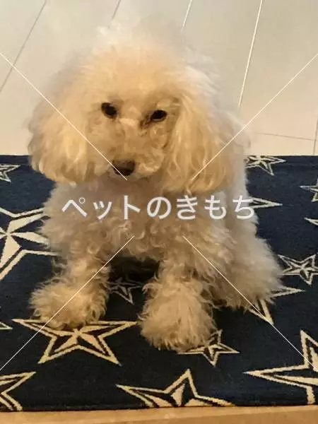 迷子犬の画像