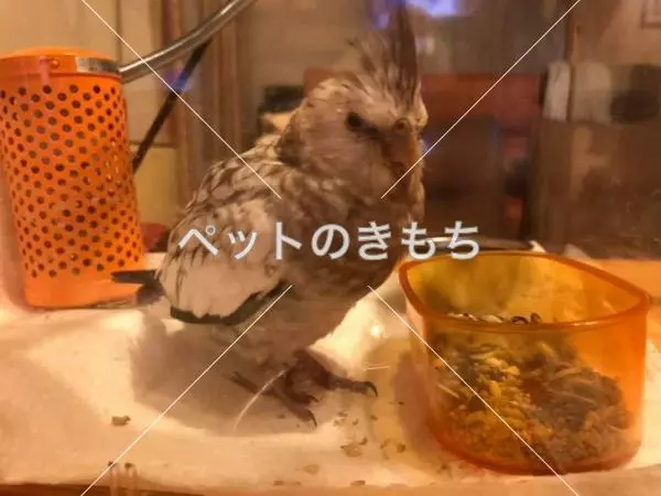 保護鳥の画像