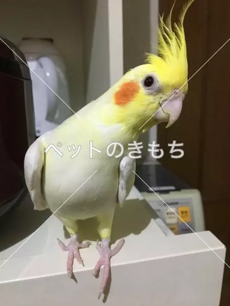 迷子鳥の画像