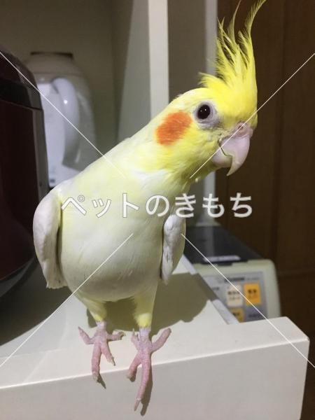 迷子鳥の画像