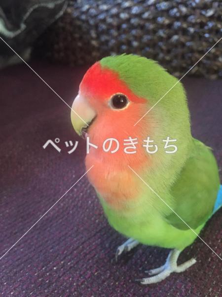 迷子鳥の画像