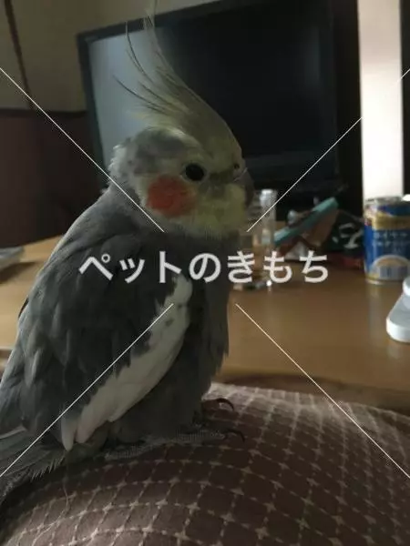 迷子鳥の画像