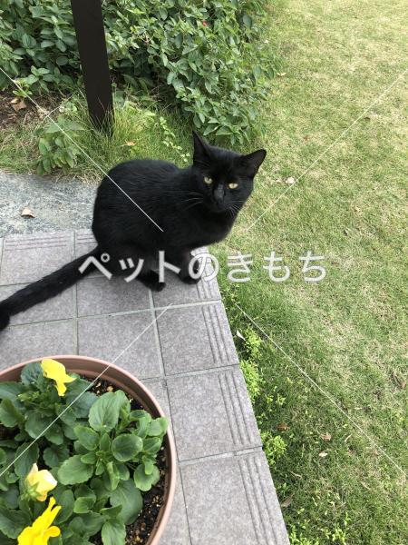 保護猫の画像