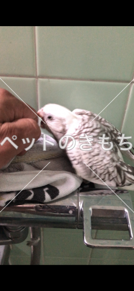 迷子鳥の画像