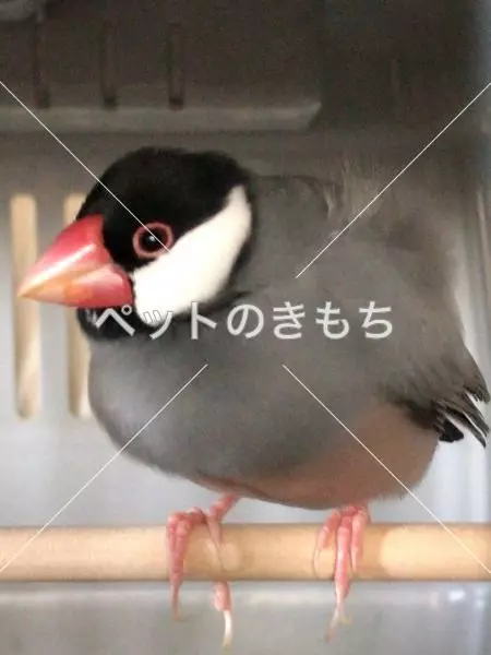 コメント投稿の画像