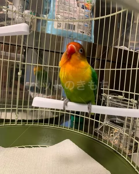 コメントの画像