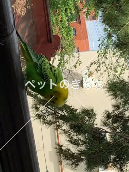 コメント投稿の画像