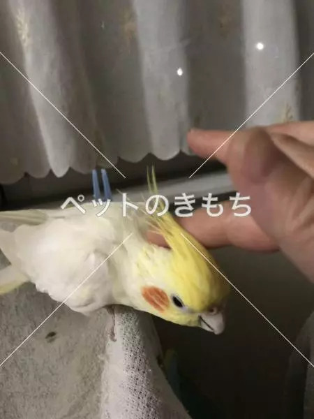 迷子鳥の画像