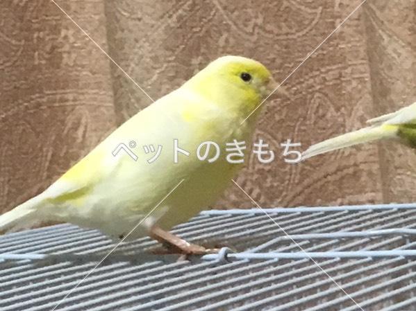 迷子鳥の画像