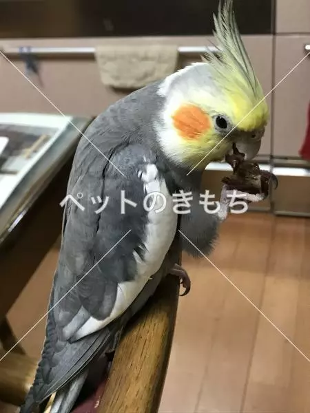 迷子鳥の画像