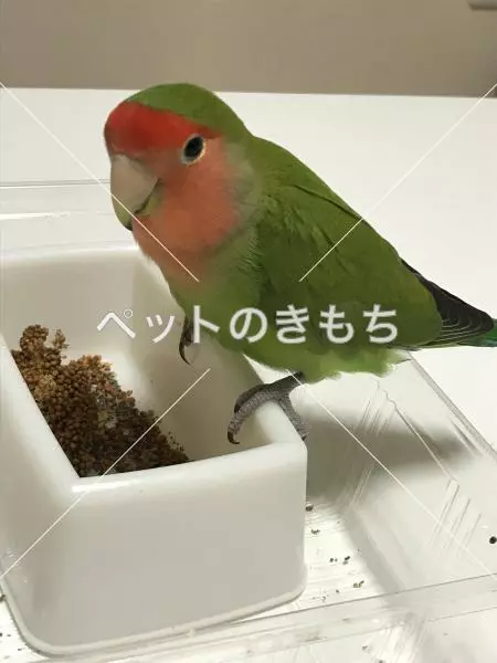 迷子鳥の画像