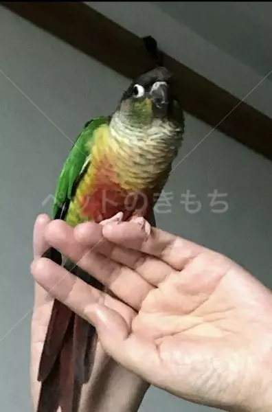迷子鳥の画像