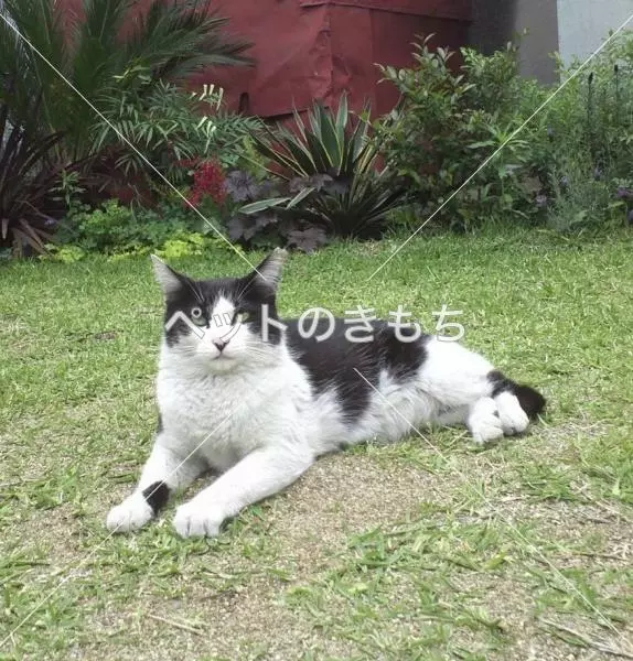 迷子猫の画像