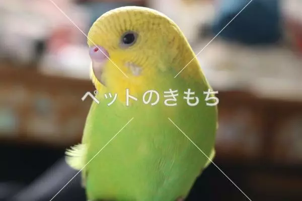 迷子鳥の画像