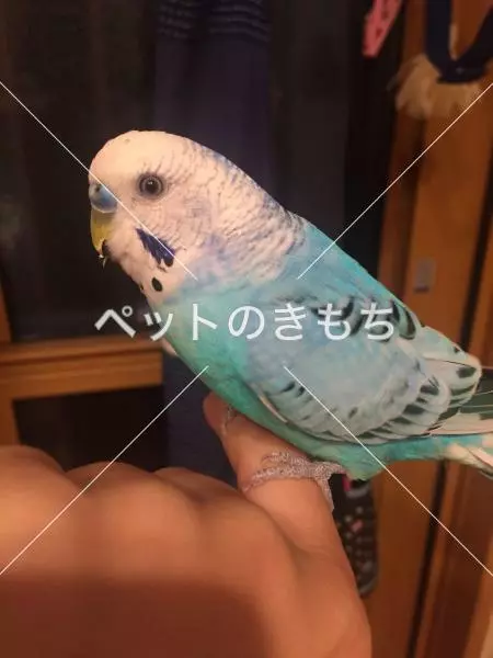 迷子鳥の画像