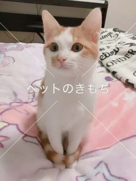 迷子猫の画像