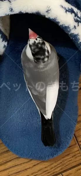 迷子鳥の画像