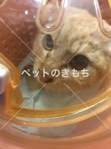 保護猫の画像