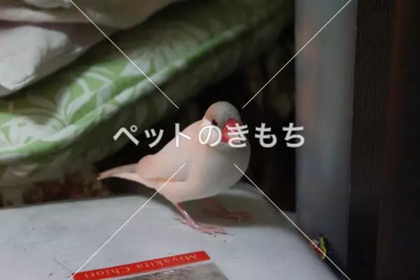 迷子鳥の画像