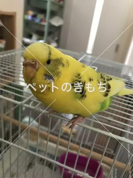 迷子鳥の画像