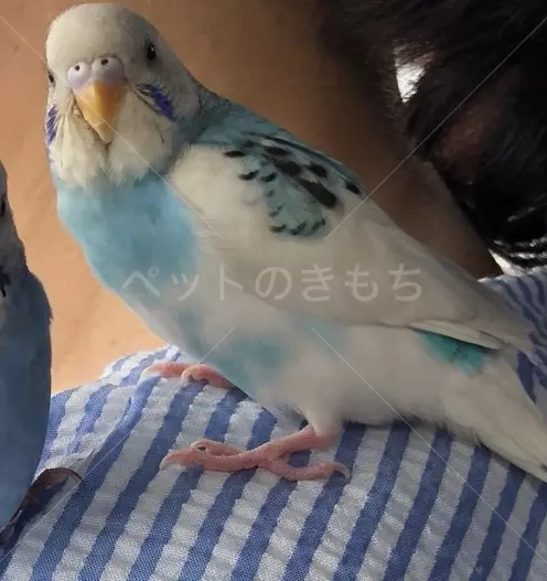 迷子鳥の画像