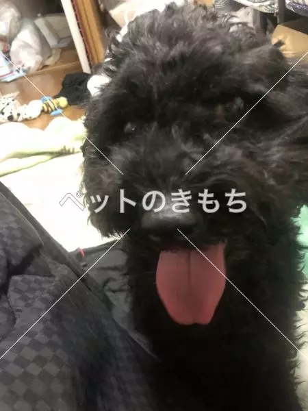 迷子犬の画像