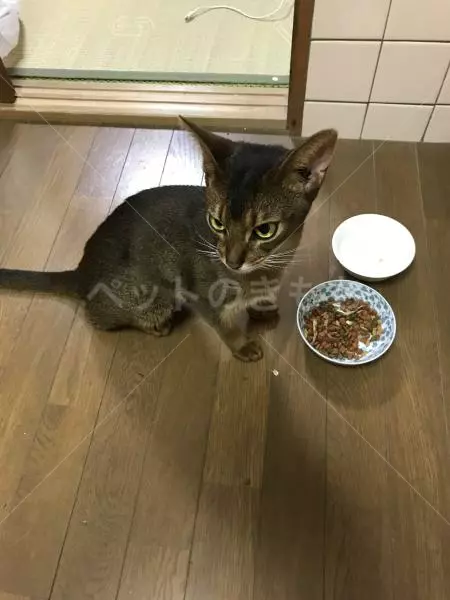 コメントの画像