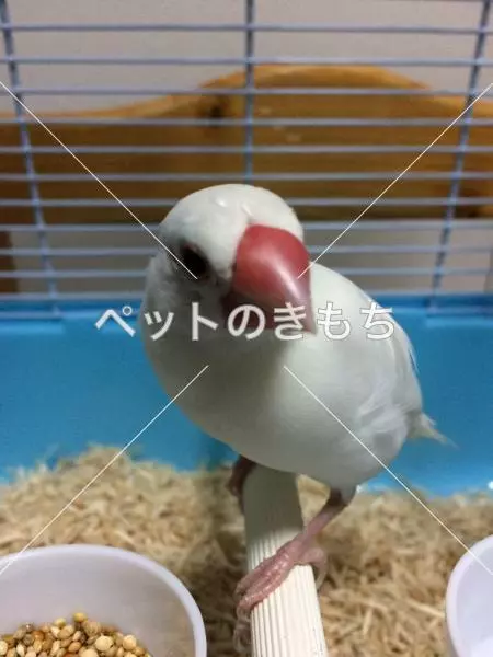 コメント投稿の画像