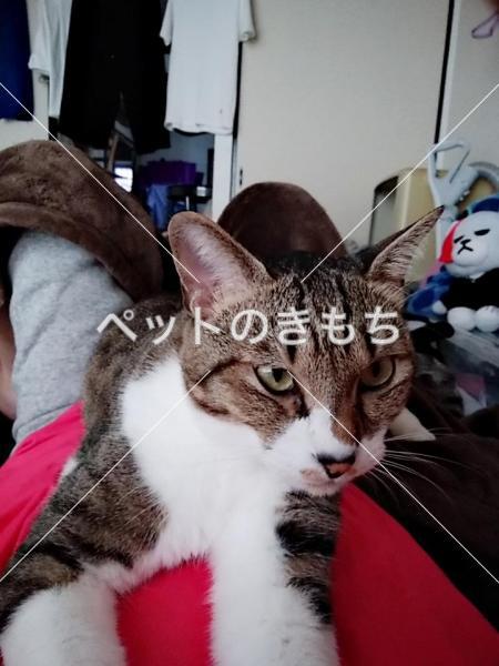 迷子猫の画像