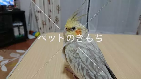 迷子鳥の画像
