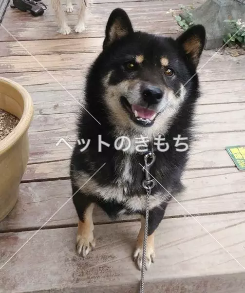 迷子犬の画像