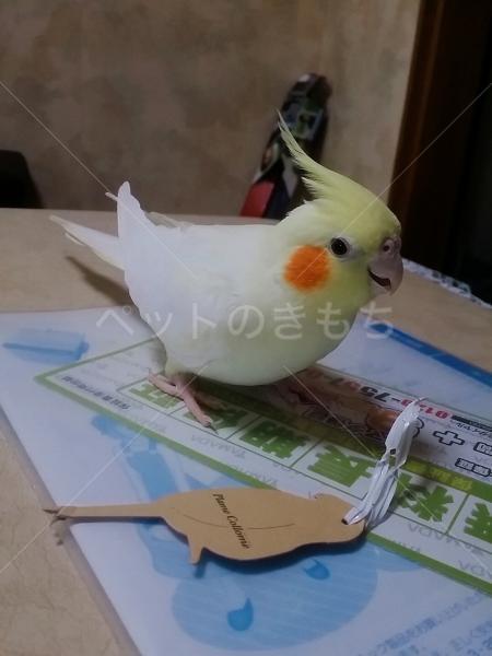 迷子鳥の画像