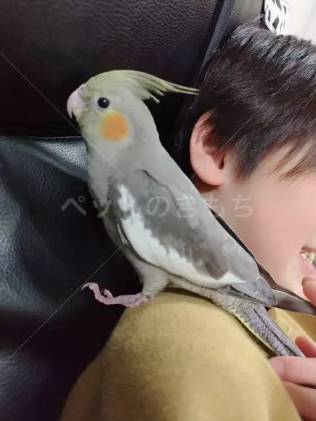 迷子鳥の画像