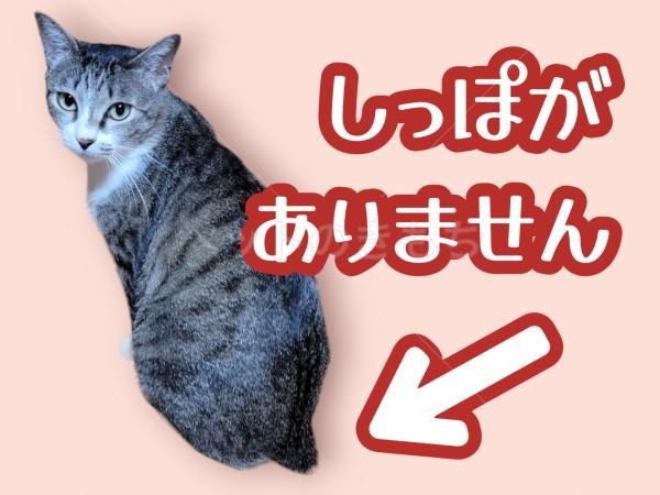 迷子猫の画像