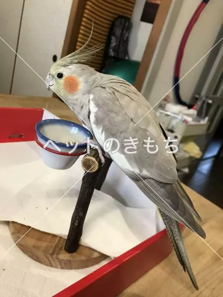 コメント投稿の画像