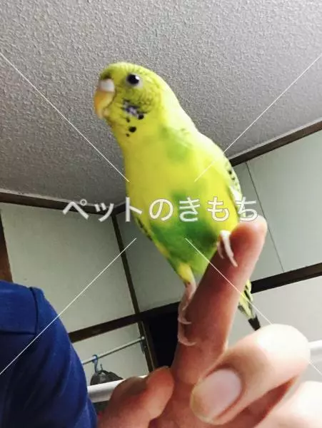 コメント投稿の画像