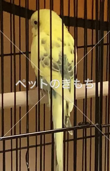 迷子鳥の画像