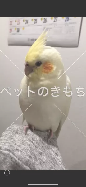 コメント投稿の画像