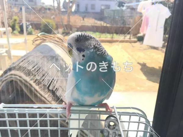 迷子鳥の画像