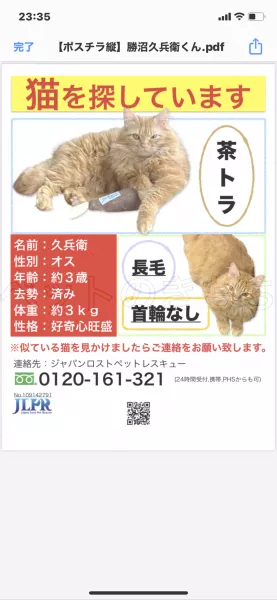 迷子猫の画像
