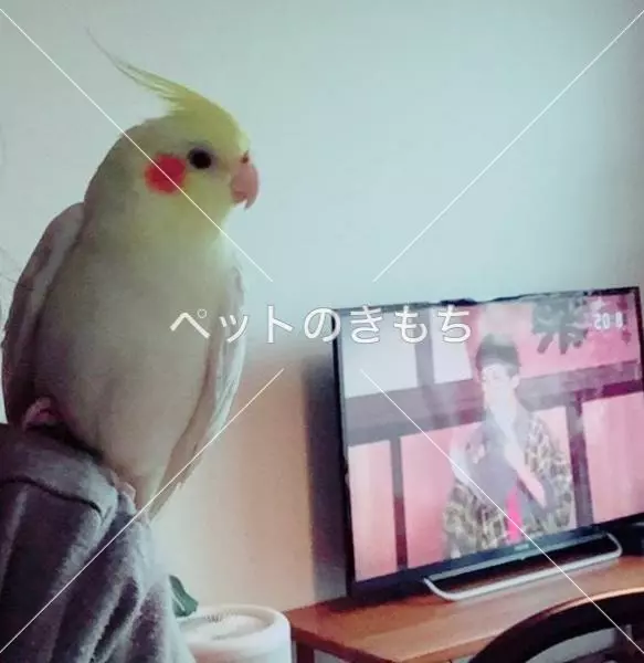 迷子鳥の画像