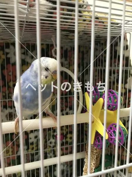 迷子鳥の画像